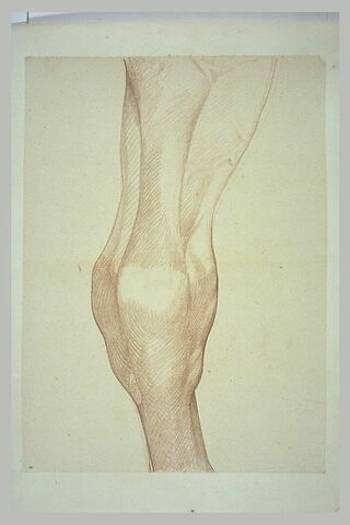 Jambe postérieure gauche d'un cheval, image 2/2