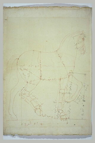 Cheval vu de profil vers la droite, avec indications de mesures et esquisse du cavalier, image 2/2