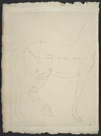 Corps d'un cheval, de profil vers la droite et indications de mesures, image 1/2