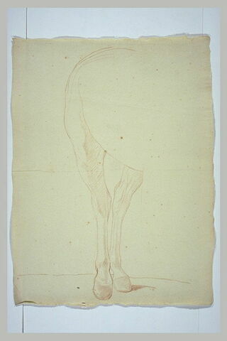 Jambes postérieures d'un cheval, image 2/2