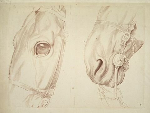 Deux études partielles d'une tête de cheval bridée