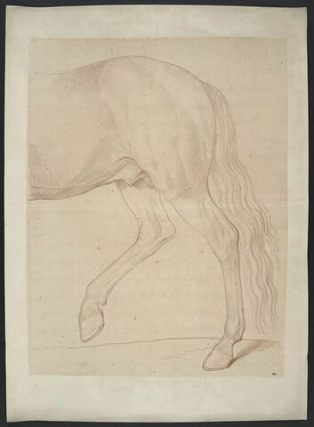 Partie postérieure d'un cheval debout, de profil vers la gauche, image 1/2