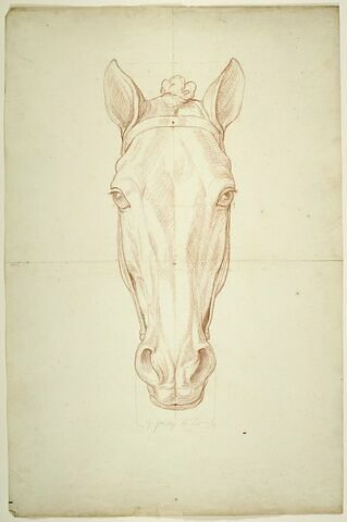 Tête de cheval, vue de face, image 1/2