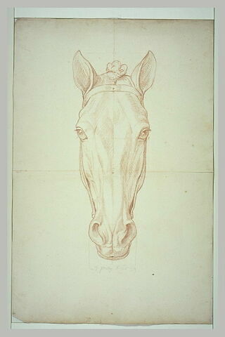 Tête de cheval, vue de face, image 2/2