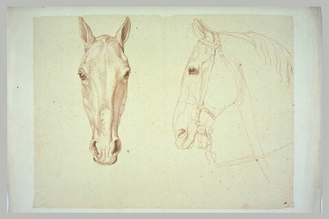 Tête de cheval de face ; tête de cheval bridée, de profil, image 2/2