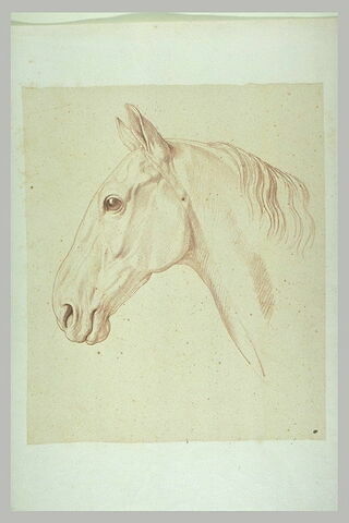 Tête de cheval, de profil vers la gauche, image 2/2