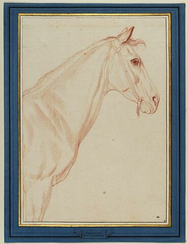 Partie antérieure d'un cheval, vu à jusqu'au poitrail, de profil