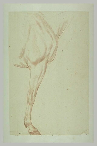 Poitrail, épaule et jambe antérieure d'un cheval tourné vers la droite, image 2/2