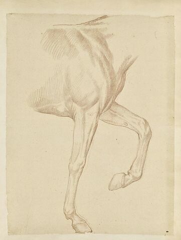 Poitrail et jambes antérieures d'un cheval tourné vers la droite
