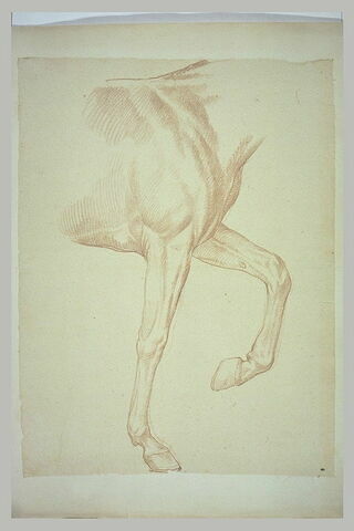 Poitrail et jambes antérieures d'un cheval tourné vers la droite, image 2/2