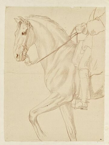 Partie antérieure d'un cheval et indication du cavalier, vus de profil vers la gauche