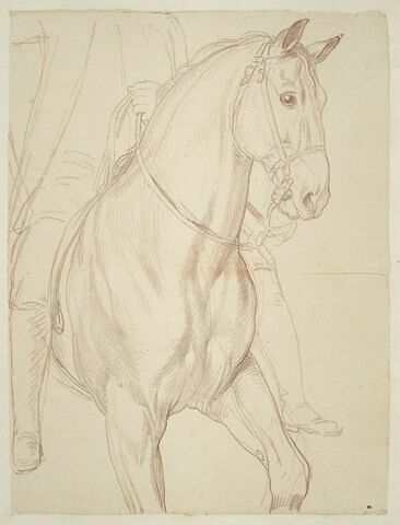 Partie antérieure d'un cheval vu jusqu'à mi-hauteur de ses antérieurs, et indication du cavalier, vus de trois quarts vers la droite, image 1/2