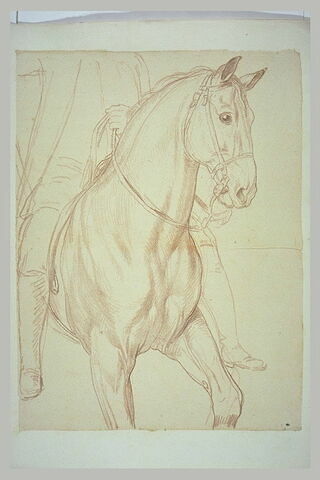 Partie antérieure d'un cheval vu jusqu'à mi-hauteur de ses antérieurs, et indication du cavalier, vus de trois quarts vers la droite, image 2/2