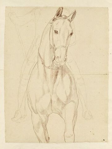 Partie antérieure d'un cheval et indication du cavalier, vus de face