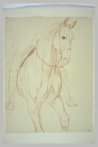 Partie antérieure d'un cheval et indication du cavalier, vus de trois quarts, image 2/2