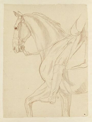 Partie antérieure d'un cheval et indication du cavalier, vus de profil vers la gauche