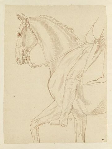 Partie antérieure d'un cheval et indication du cavalier, vus de profil vers la gauche, image 1/2