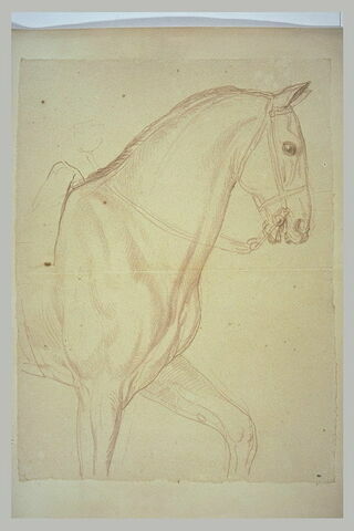 Partie antérieure d'un cheval, vu de profil vers la droite, image 2/2