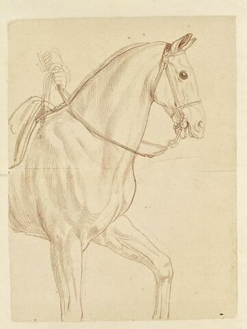 Partie antérieure d'un cheval harnaché, vu de profil vers la droite, et indication de la main du cavalier, image 1/2