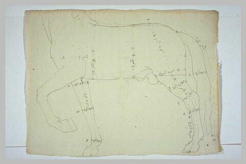 Corps d'un cheval tourné vers la gauche, avec indication de mesures, image 2/2