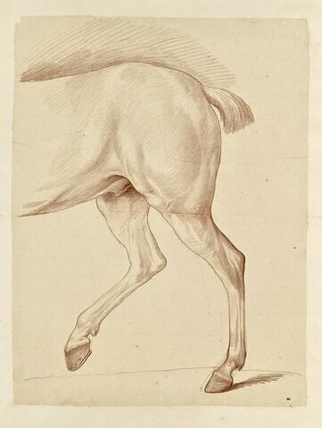 Partie postérieure d'un cheval, de profil vers la gauche