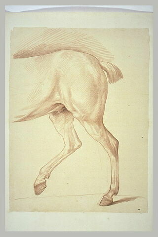 Partie postérieure d'un cheval, de profil vers la gauche, image 2/2