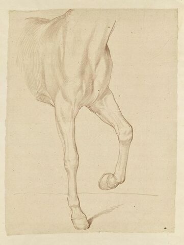 Poitrail et jambes antérieure d'un cheval, tourné vers la droite