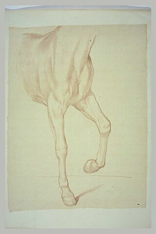 Poitrail et jambes antérieure d'un cheval, tourné vers la droite, image 2/2