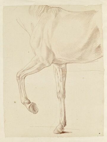 Cheval, vu du garrot aux hanches et des jambes antérieures, de profil, image 1/2