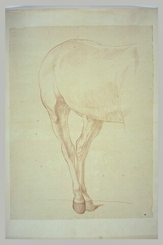 Partie postérieure d'un cheval tourné vers la droite, image 2/2
