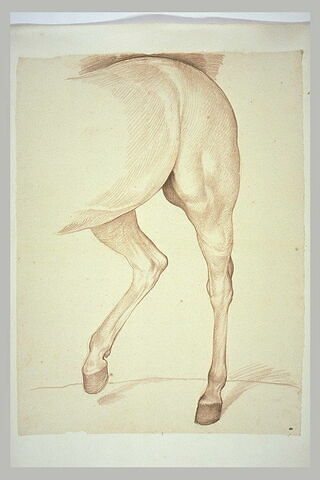 Partie postérieure d'un cheval tourné vers la gauche, image 2/2