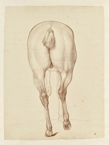 Cheval, vu de la croupe et des jambes postérieures, image 1/2