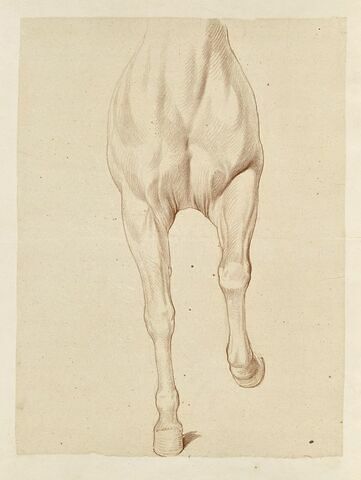 Poitrail et jambes antérieures d'un cheval, vu de face