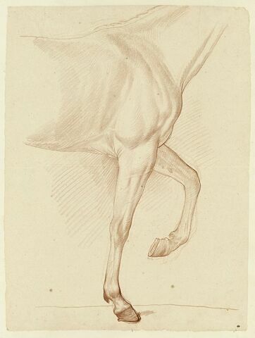 Cheval, vu du garrot au dos et des jambes antérieures, de profil, image 1/2