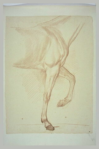 Cheval, vu du garrot au dos et des jambes antérieures, de profil, image 2/2