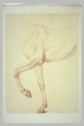 Cheval, vu du garrot aux hanches et des jambes antérieures, de profil, image 2/2