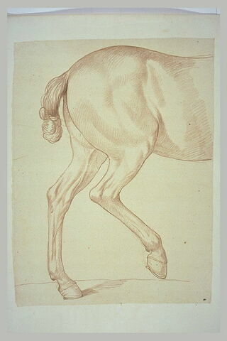 Partie postérieure d'un cheval, tourné vers la droite, image 2/2