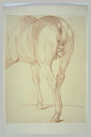 Corps d'un cheval, tourné de trois quarts vers la gauche, vu de dos, image 2/2