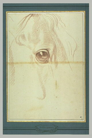 Oeil d'un cheval, image 2/2