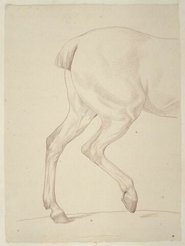 Partie postérieure d'un cheval, de profil