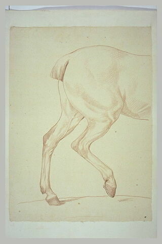 Partie postérieure d'un cheval, de profil, image 2/2