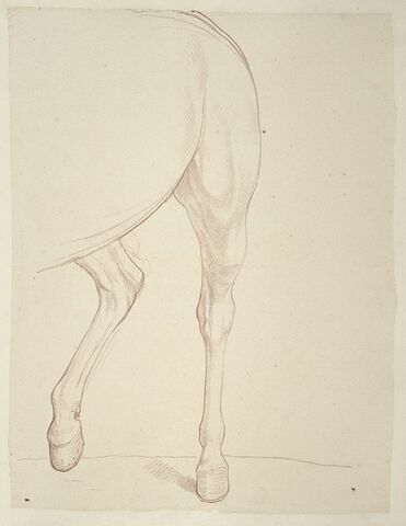 Jambes postérieures d'un cheval, vues de trois quarts vers gauche