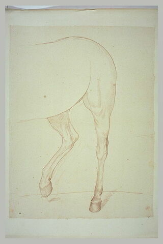 Partie postérieure d'un cheval, vue de trois quarts vers la gauche, image 2/2