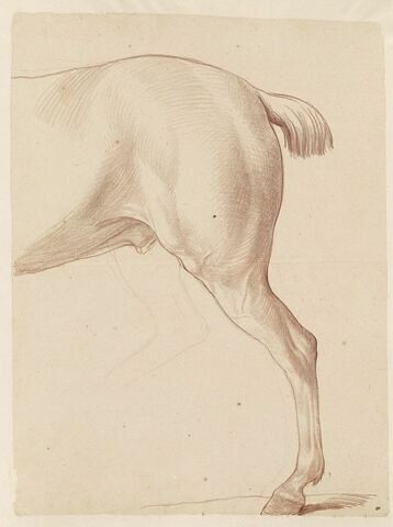Croupe, hanche et jambe postérieure droite d'un cheval