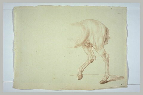 Partie postérieure d'un cheval, de profil vers la gauche, image 2/2