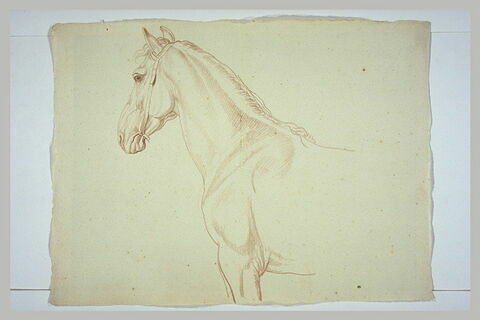 Tête, encolure et épaule d'un cheval, tourné vers la gauche, image 2/2