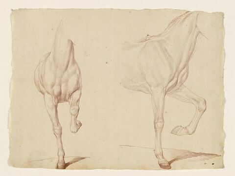 Deux études de la partie antérieure du corps d'un cheval jambe gauche ployée