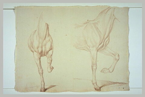 Deux études de la partie antérieure du corps d'un cheval jambe gauche ployée, image 2/2
