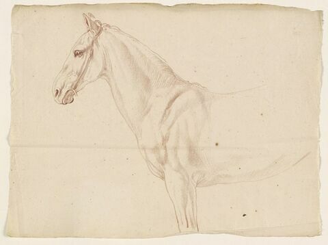 Tête, encolure et poitrail d'un cheval, de profil vers la gauche, image 1/2