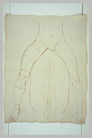 Partie inférieure d'un cavalier nu, vu de face, avec indications de mesures, image 2/2